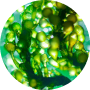 Chlorella